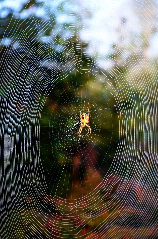 Canvas spider nature