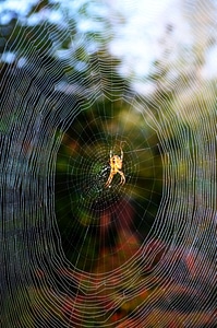 Canvas spider nature
