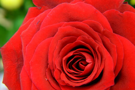 Plants Flower