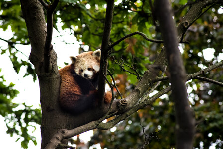 Animals Red Panda photo