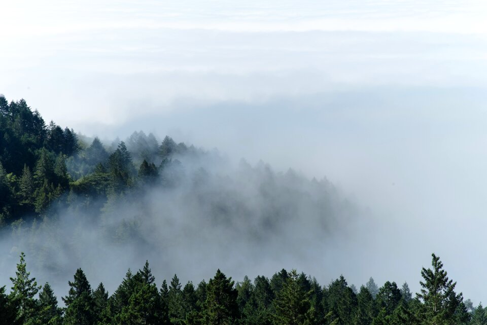 Mountain Forest photo