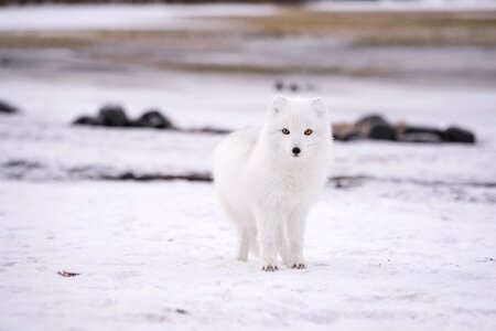 Snow Winter