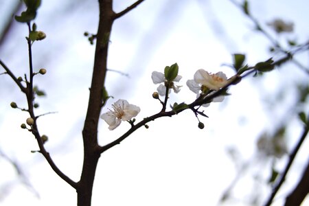 Flower White photo