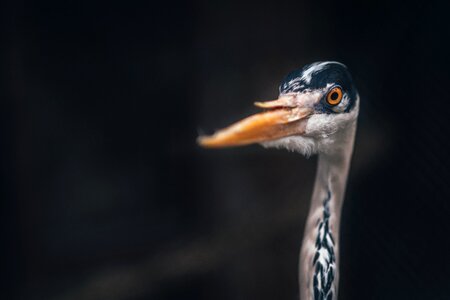 Bird Beak photo