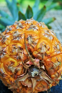 Ripe rough tropical
