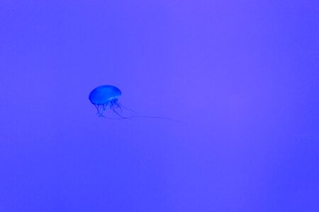 Jellyfish Underwater photo