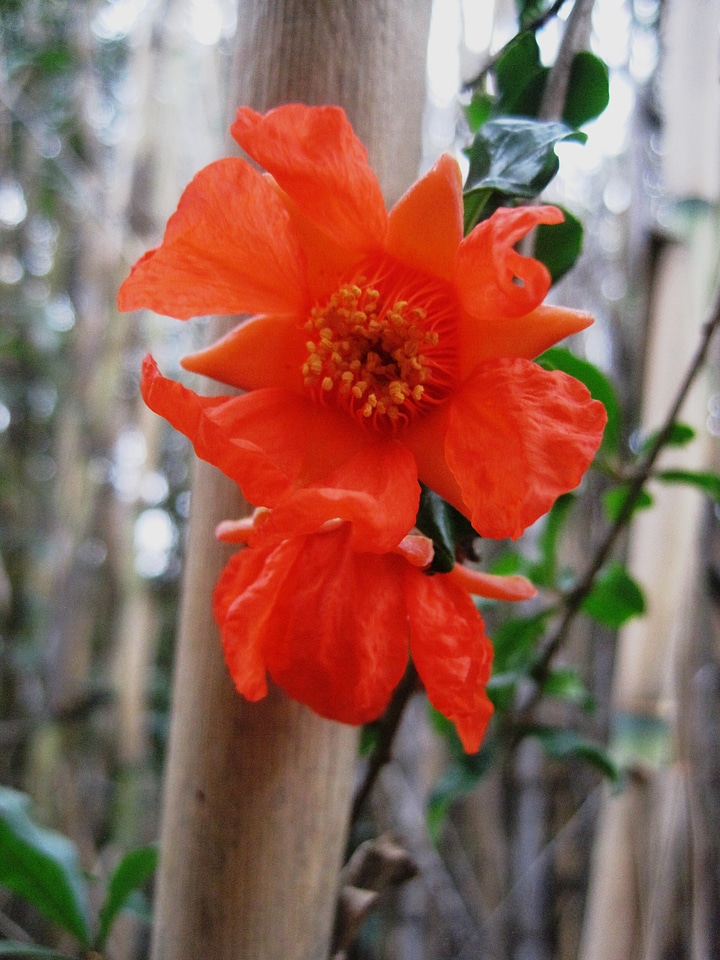 Bright pomegranate delicate
