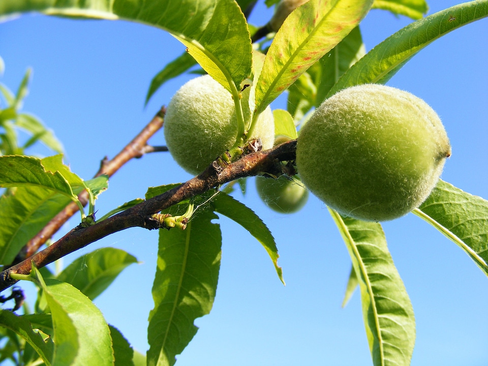 Fruits prunus persica deciduous