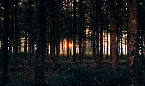 Woods Forest