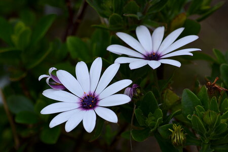 Plants Flower photo