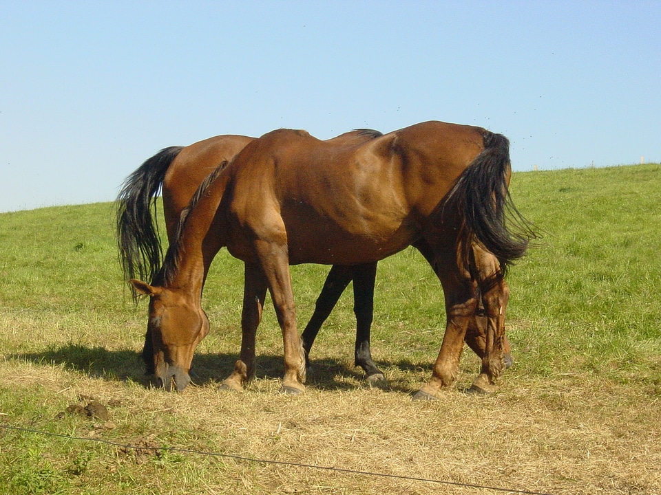 Equine farm animals domestic animals