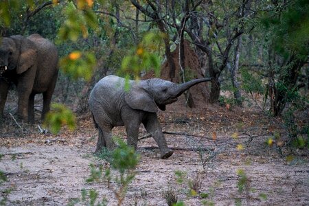 Elephant Animal photo