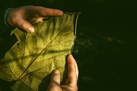 Leaves Green