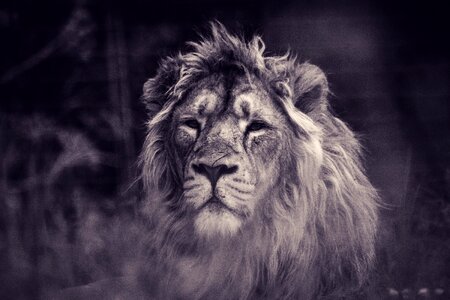 Lion Tiger photo