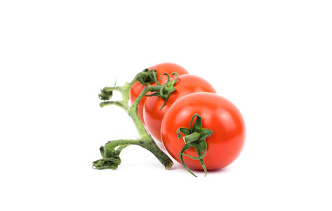 Tomato Plant photo