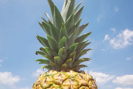 Pineapple Dessert photo