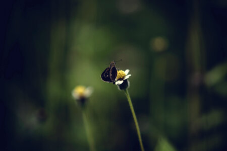 Butterfly Flower photo