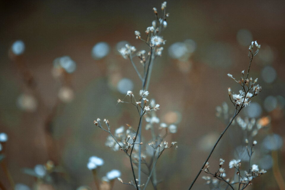 Flower Nature