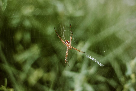 Spider Web photo