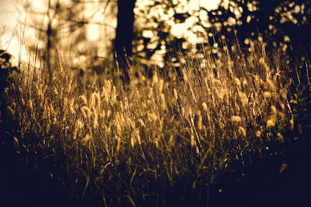 Grass Blur photo