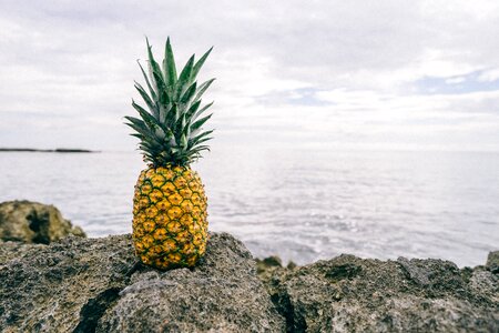 Pineapple Dessert photo