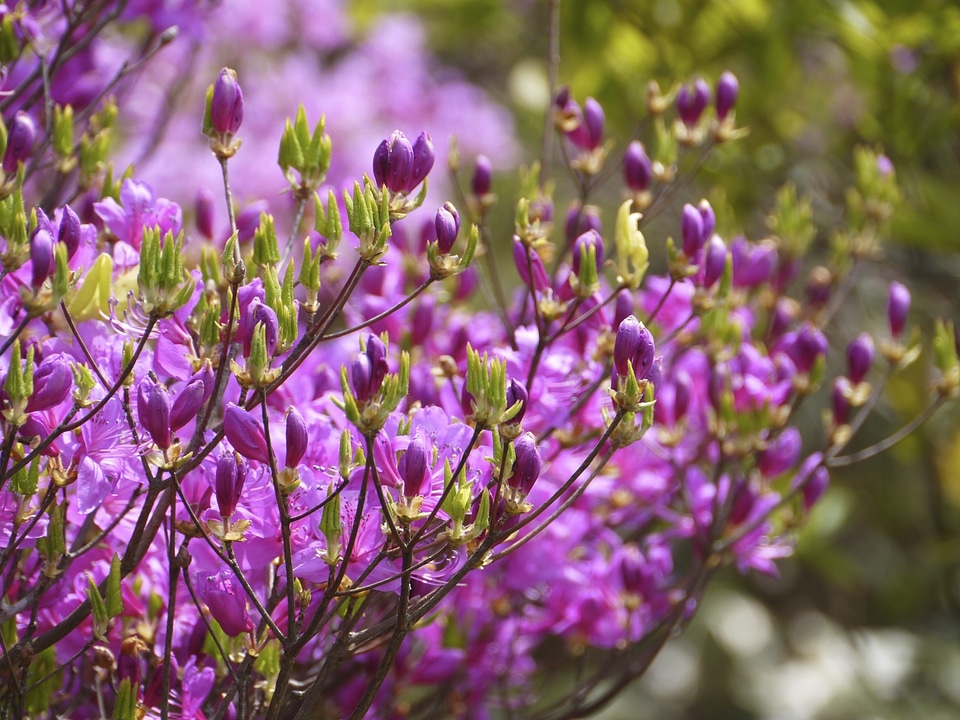 Flowers azalea mount azalea