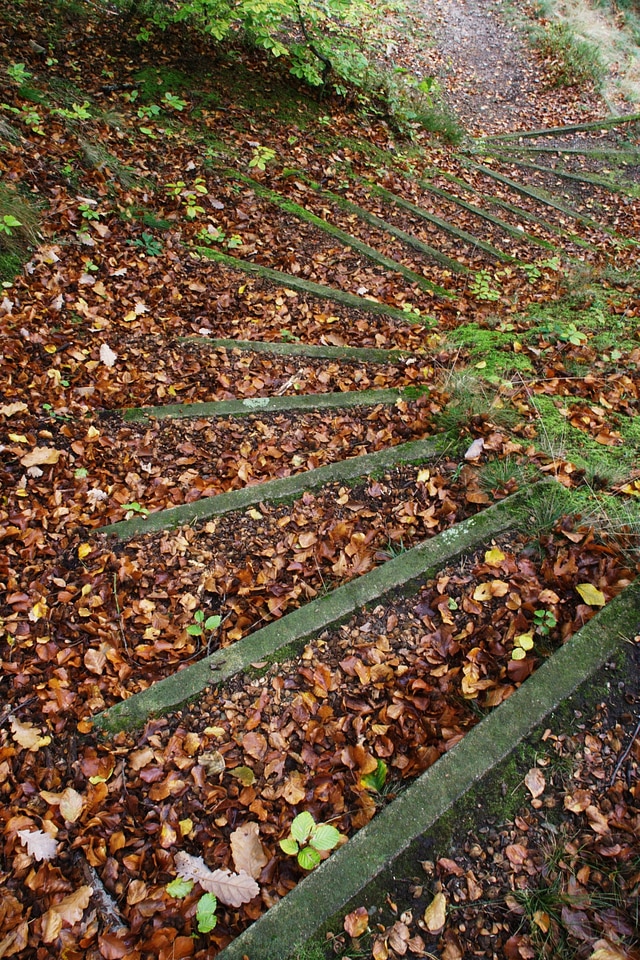 Nature forest walk