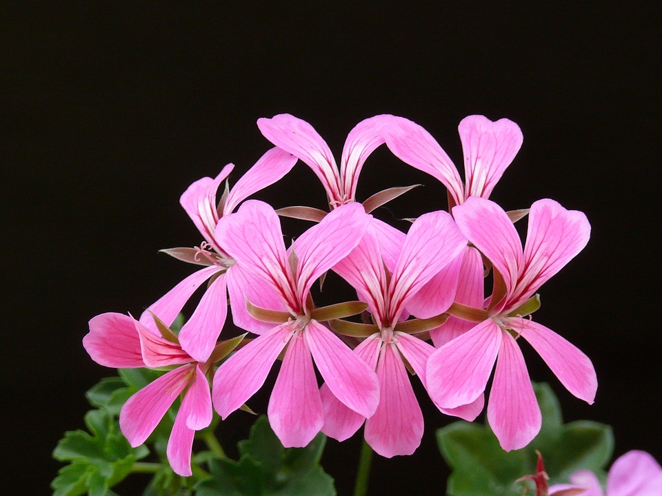 Floral pink pelargonium peltatum