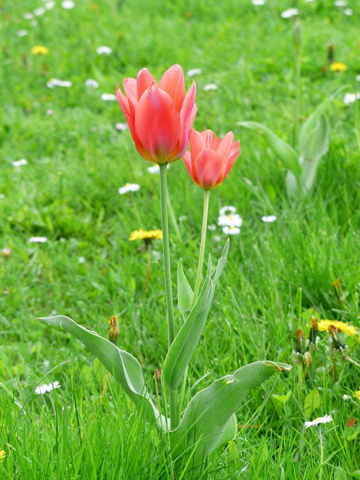 Flower colorful color