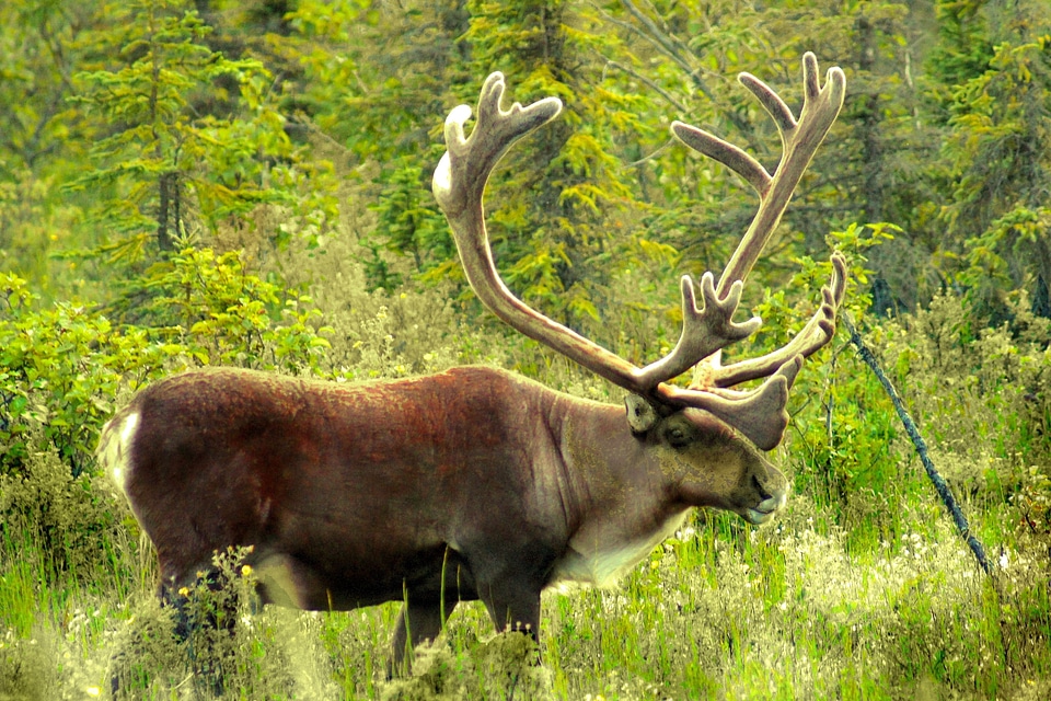 Wildlife north wilderness
