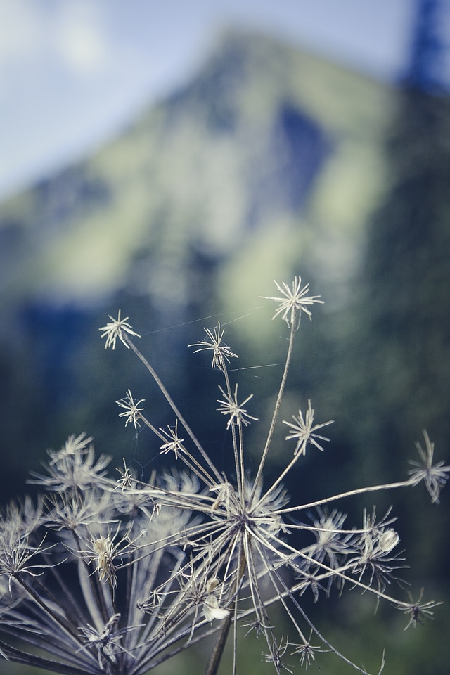 Meadow pasture nature