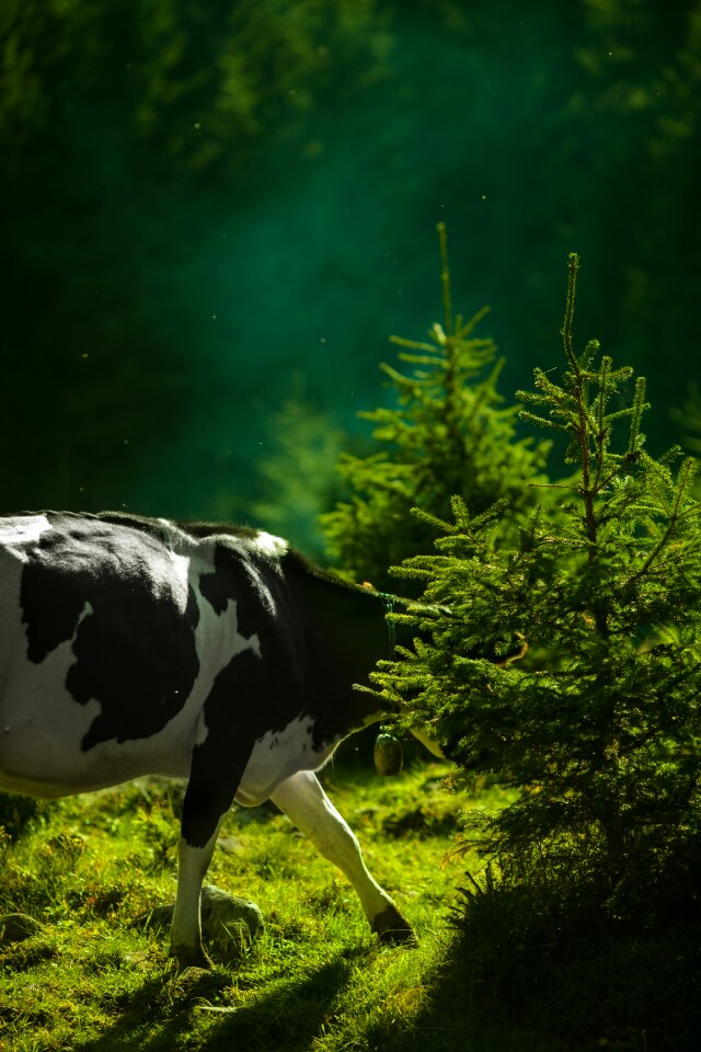 Cow Animal