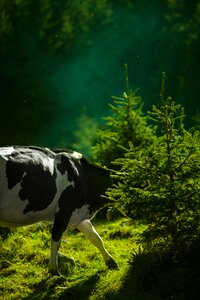 Cow Animal photo