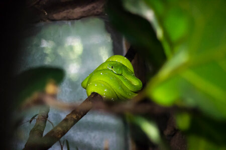 Green Snake photo