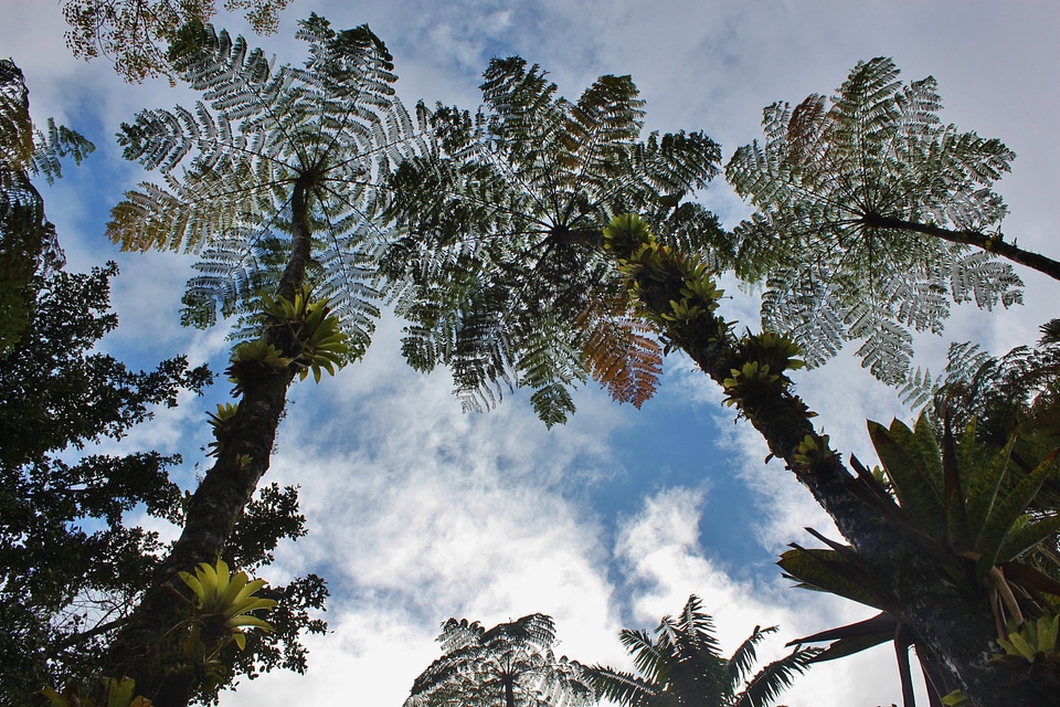 Tree ferns sky vegetation