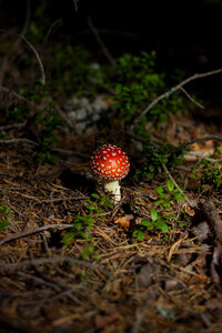 Mushroom Fungus photo