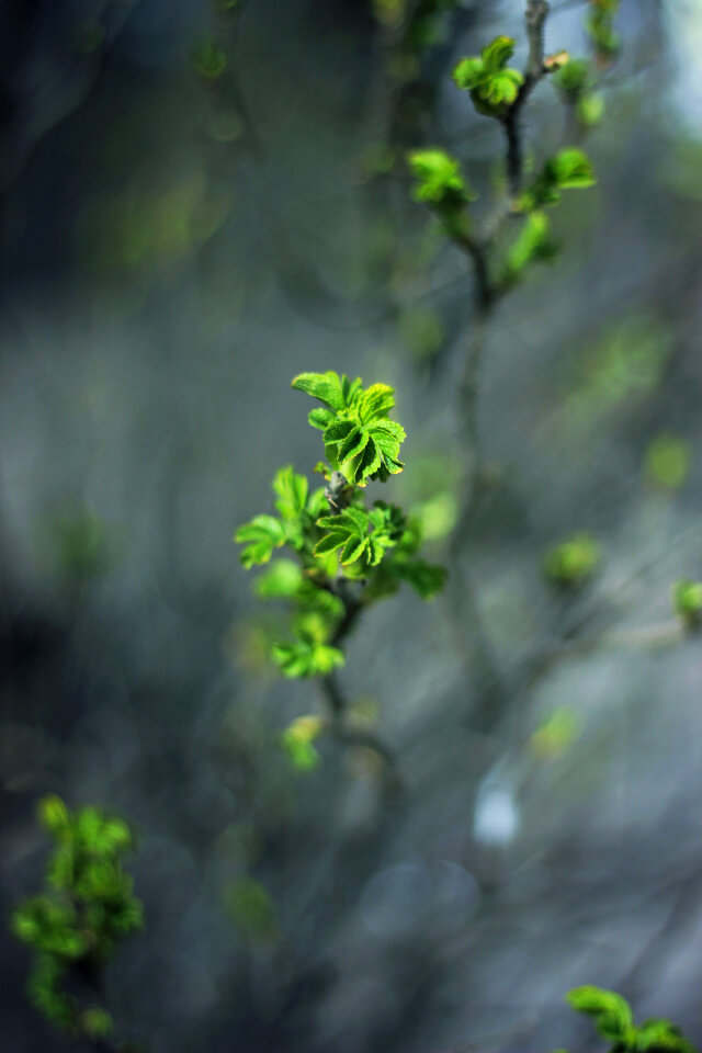 Green Leaf