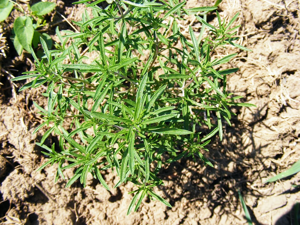Lamiaceae mint thyme