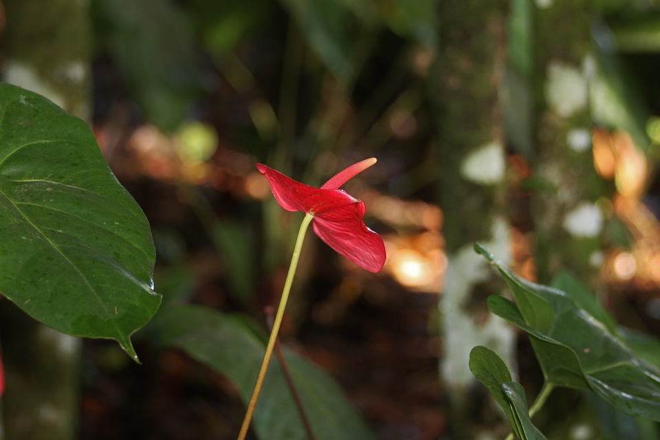 Tropic exotic macro
