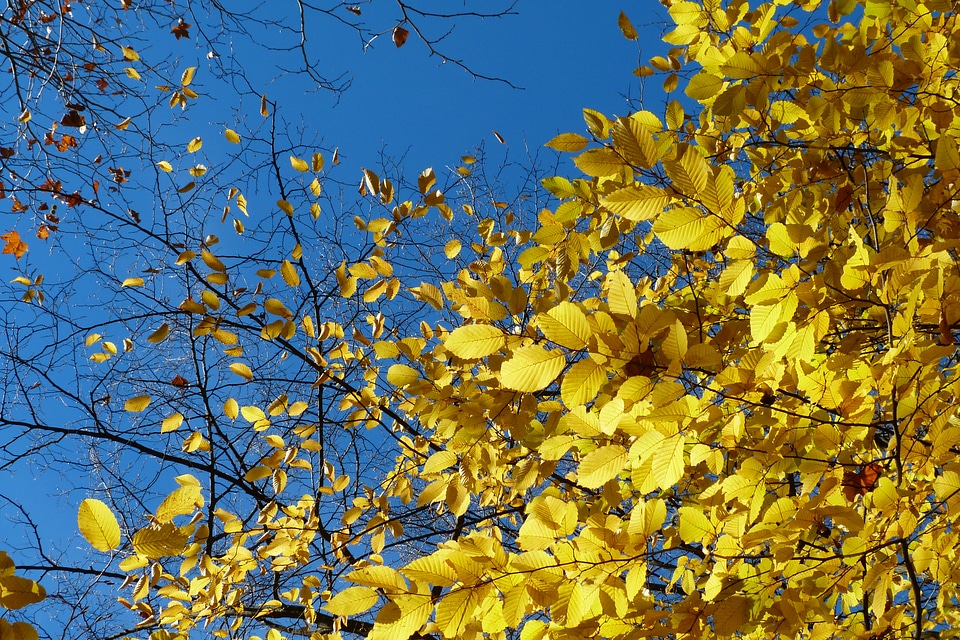 Nature light bright colors