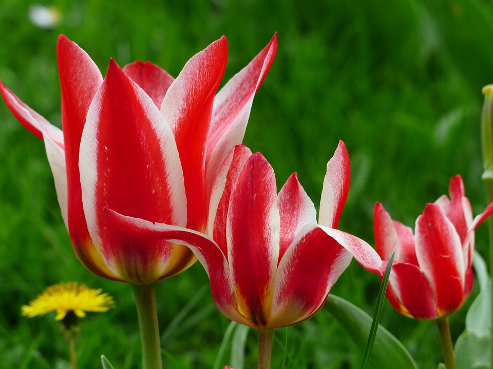 Lily flowered tulip pollinated by lily tulpenbluete
