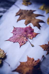 Leaf Fall photo