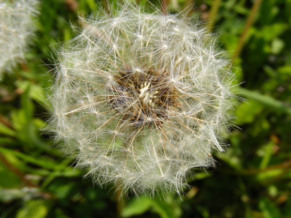 Fruits officinale ripe