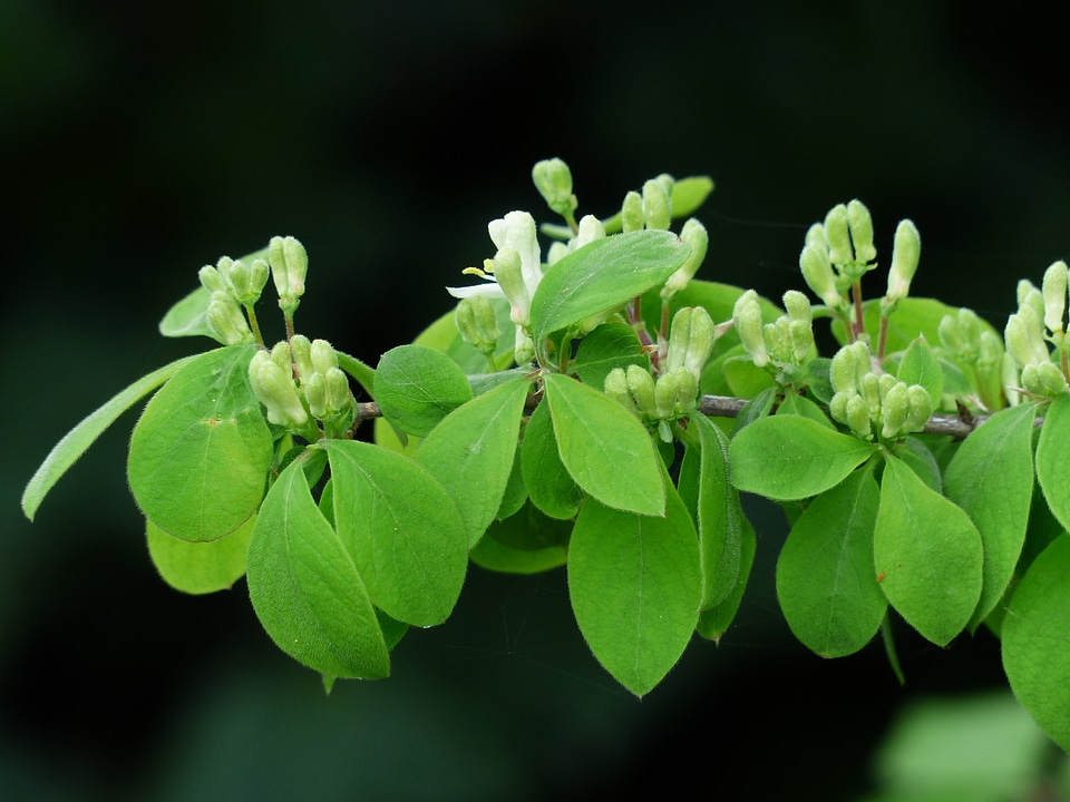 Leaves flowers green