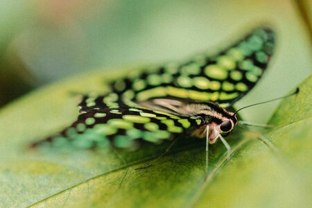 Butterfly Moth photo