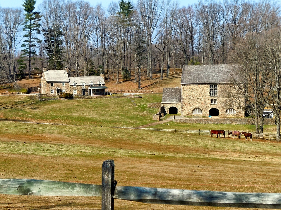 Trees horse fence
