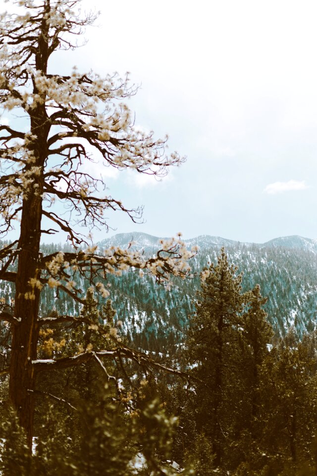 Nature Woods