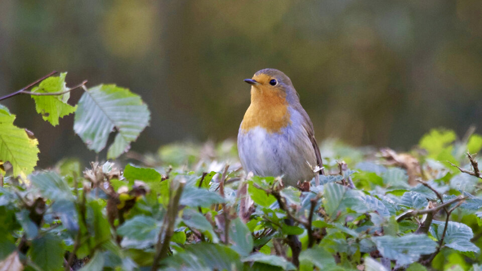 Bird Beak photo