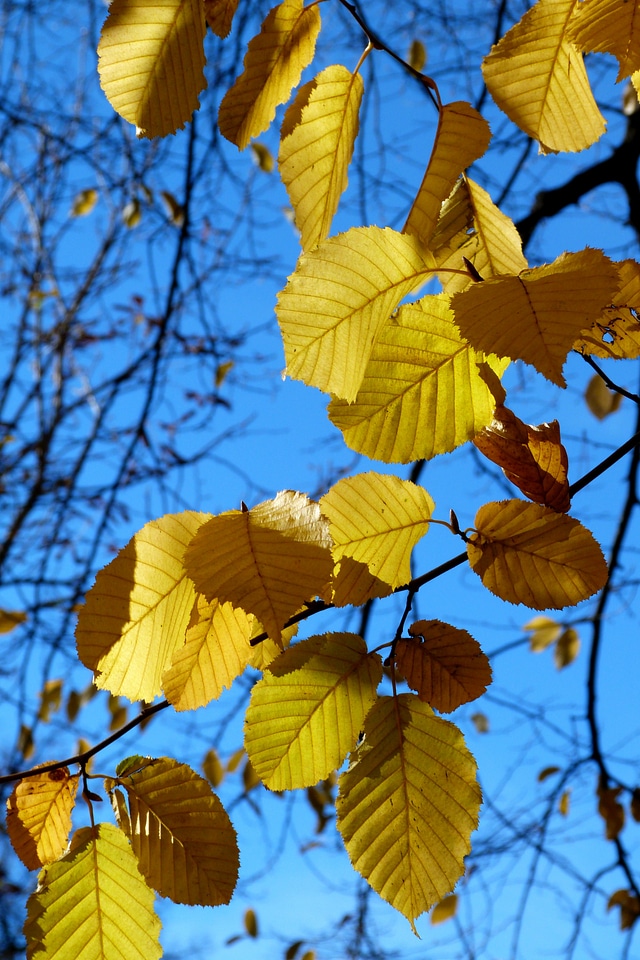 Nature contrast light