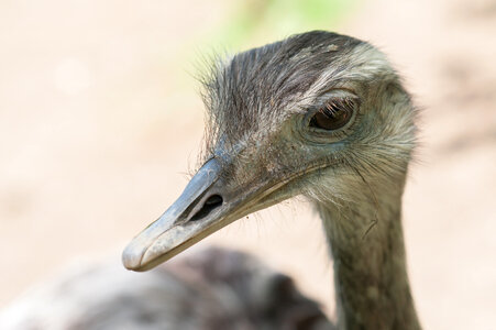 Ostrich Bird photo
